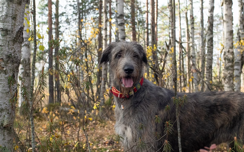 Is it true that Wolfhounds are territorial?