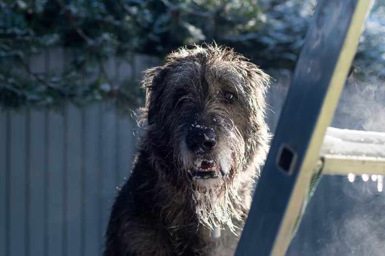 Are Irish Wolfhounds guard dogs?