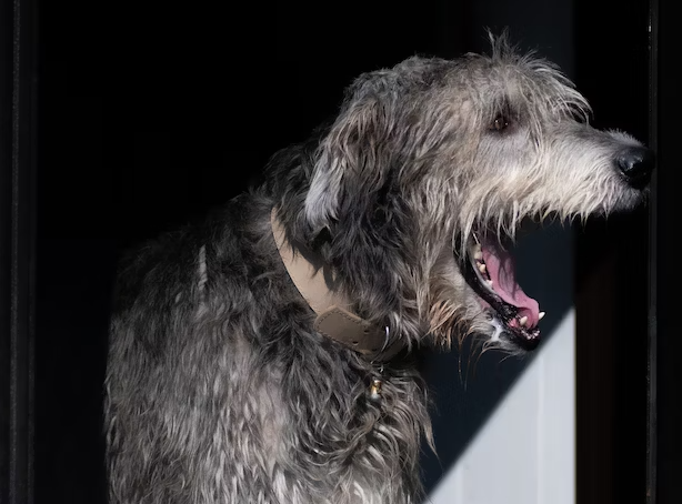 Why Irish Wolfhounds bark a lot