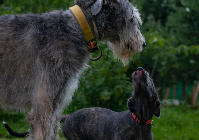 How Wolfhounds get along with other dogs