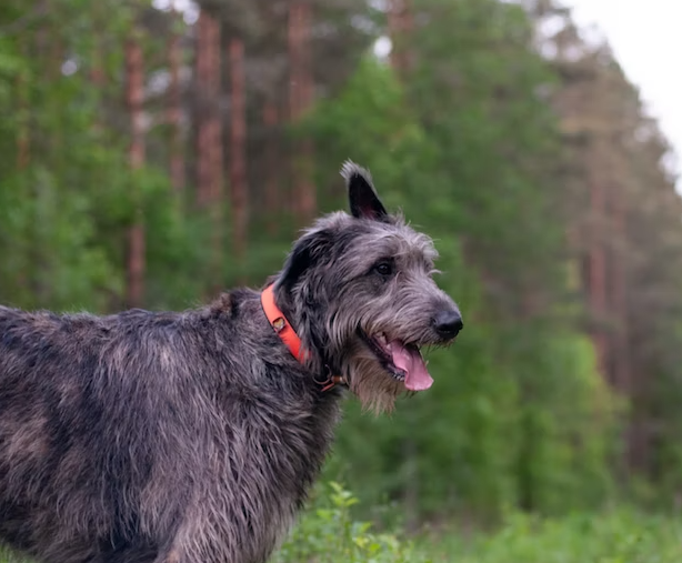 Emotional intelligence of Irish Wolfhound