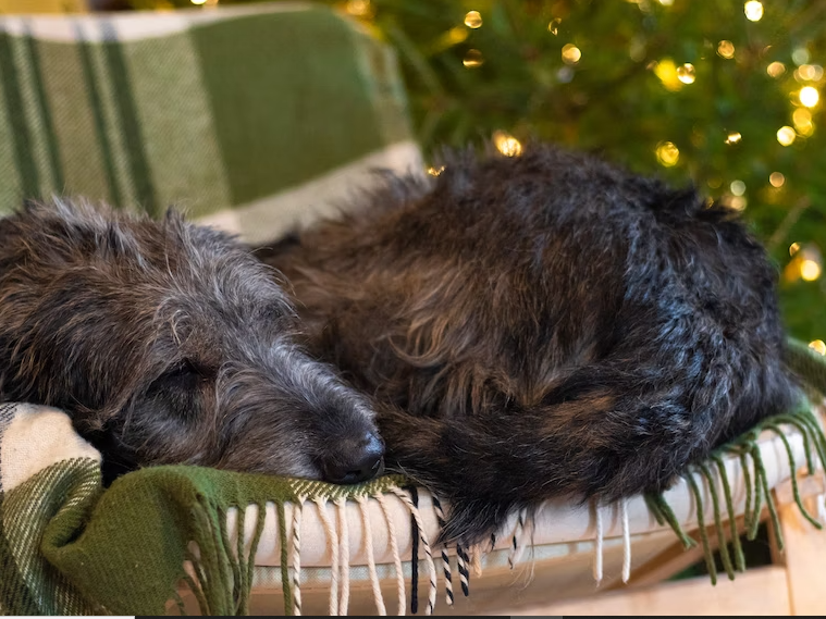 What Irish Wolfhounds like sleeping inside or outside?