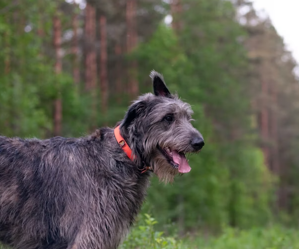 Effects of probiotics in helping Irish Wolfhound with sensitive stomachs