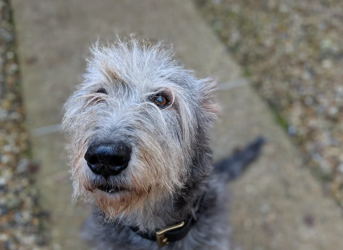 Tips to ensure my Irish Wolfhound is comfortable during a long trip