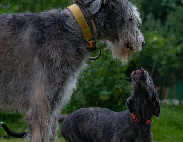 Irish Wolfhounds interact with other animals