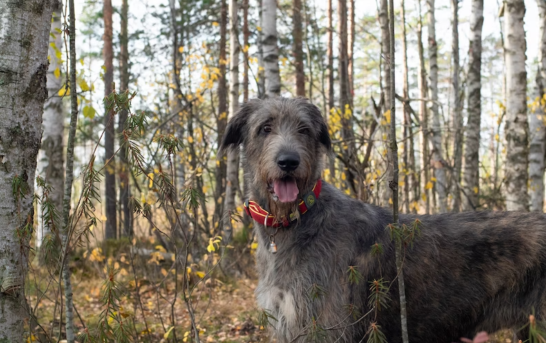 Distance that Irish Wolfhounds can still see