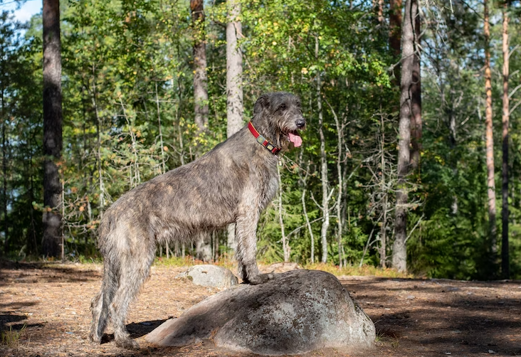 outdoor space needed by an Irish Wolfhound