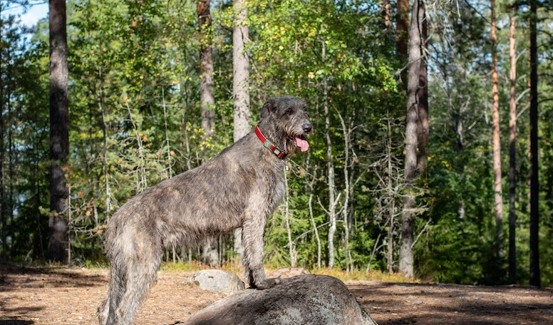 How intelligent are Irish Wolfhounds