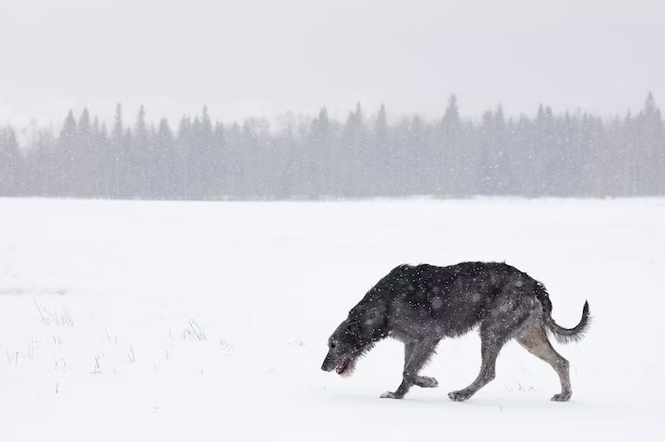 Are Irish Wolfhound smart dog?