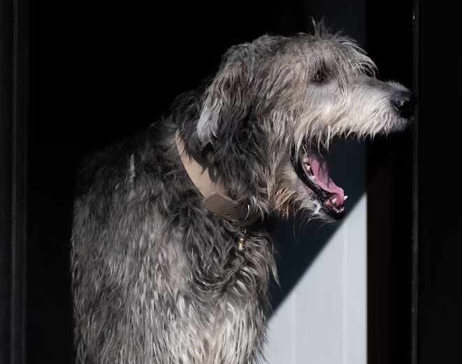 Bite Force of  Irish Wolfhound