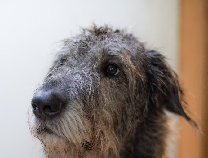 Is Irish Wolfhound ideal for family