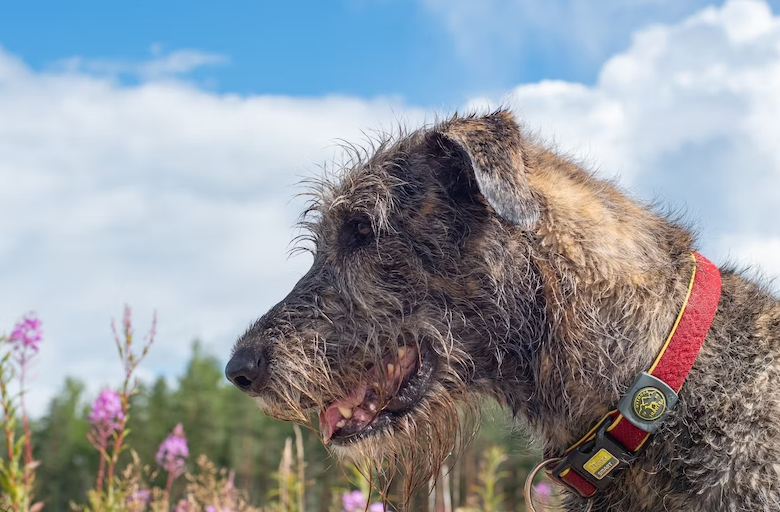 All you need to know about air trip with an Irish Wolfhound