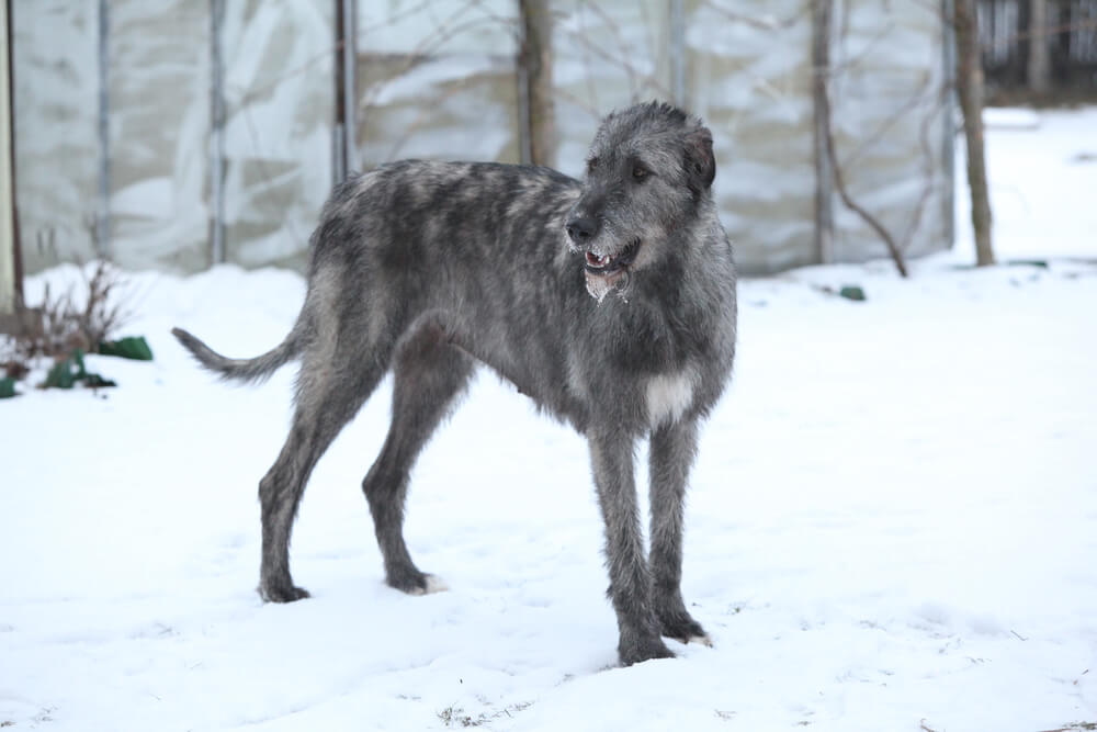 Nice Irish Wolfhound in winter garden