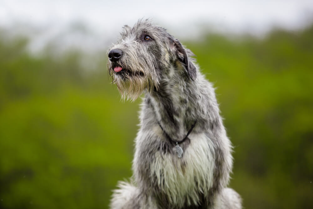 Portrait of Irish Wolfhound on a green background