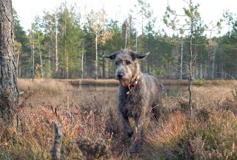 Age of Irish Wolfhounds fully grown