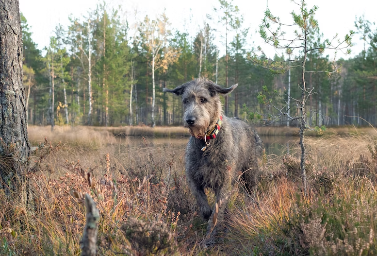 at-what-age-is-an-irish-wolfhound-fully-grown-big-and-irish