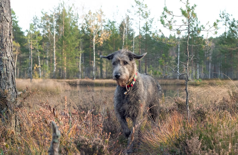 Problems in training a Irish Wolfhounds