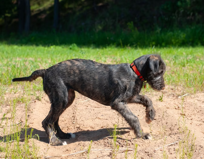 Common risks of breeding an Irish Wolfhound puppy