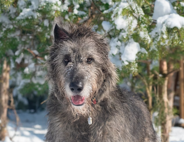 What should you give to a Irish Wolfhound before the vet visit