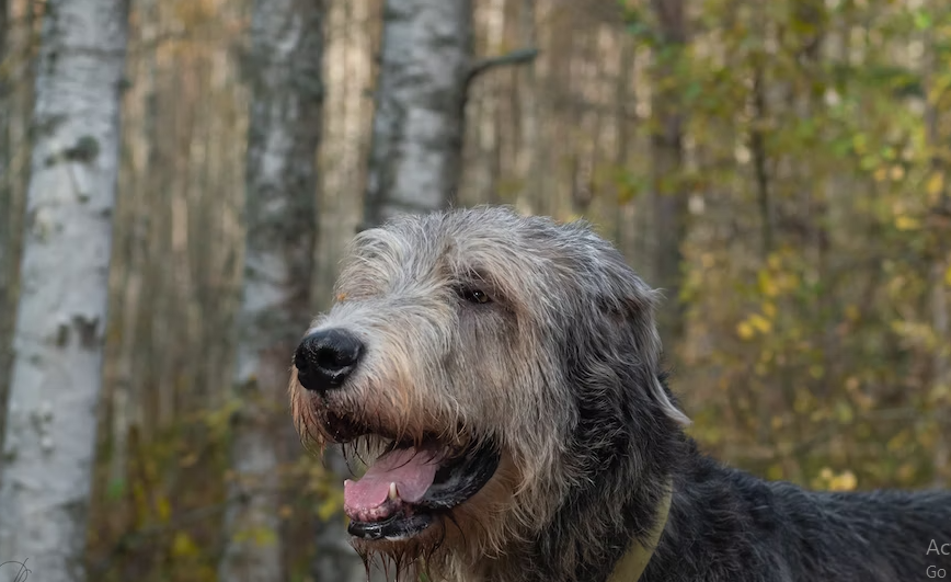 Helping Irish Wolfhound that has a sensitive stomach