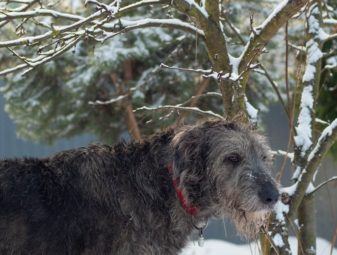Ideal limate for an Irish Wolfhound