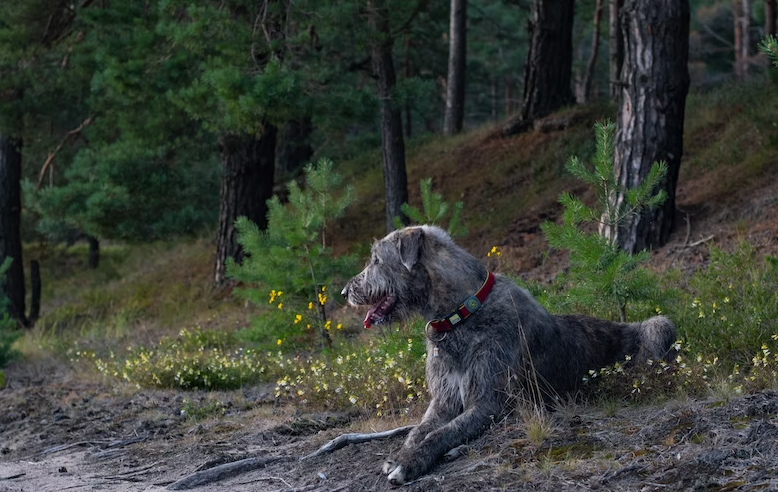 Things that affect an Irish Wolfhound's bite force