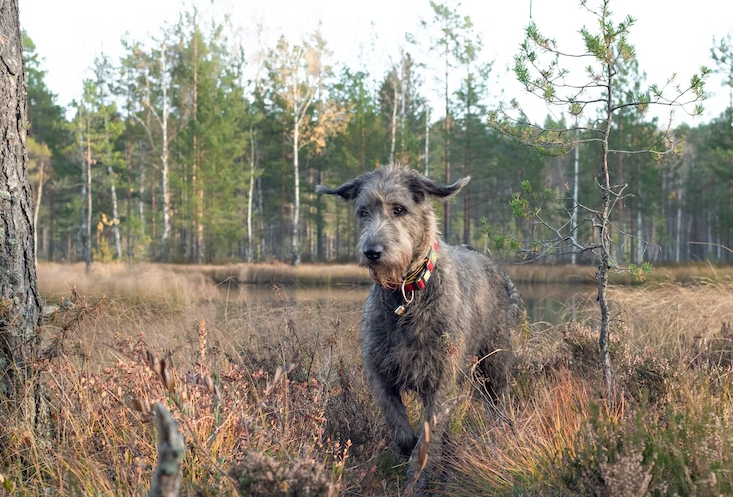 Things that affect the running speed of an Irish Wolfhound