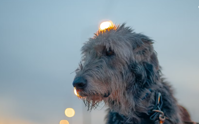 Effective lose weight food for Irish Wolfhound
