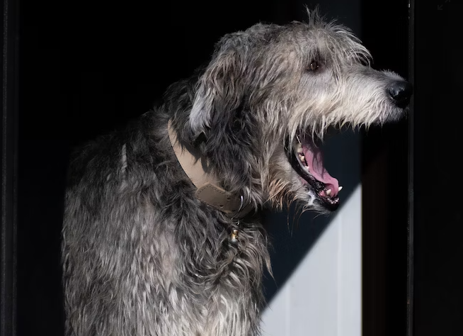 Helthy diet for Irish Wolfhounds