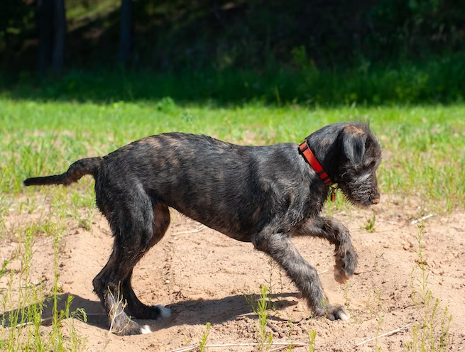 How to train Irish Wolfhound