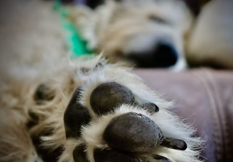 Best Bedding for your Irish Wolfhound