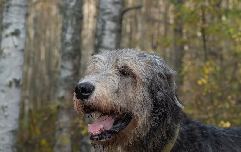 Necessary tests should the vet perform on your Irish Wolfhound