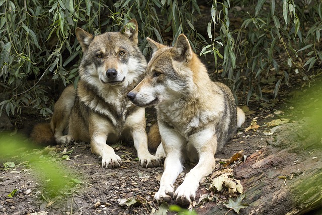 Wolf Canis Lupus European Wolf Predator Pack