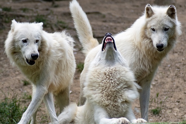 Wolf Wolves Nature Savage Animals Fur Mammals