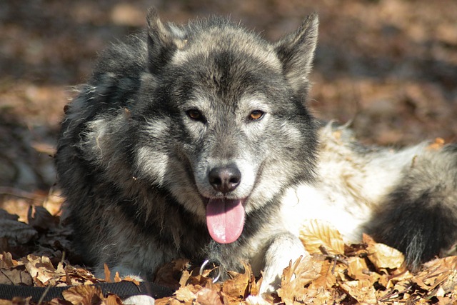 Wolfhound Dog Pets Wolf Dog
