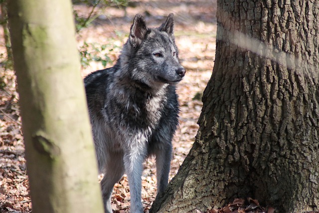 Wolfhound Wolf Dog Dog Animals Pets Gray Wolf