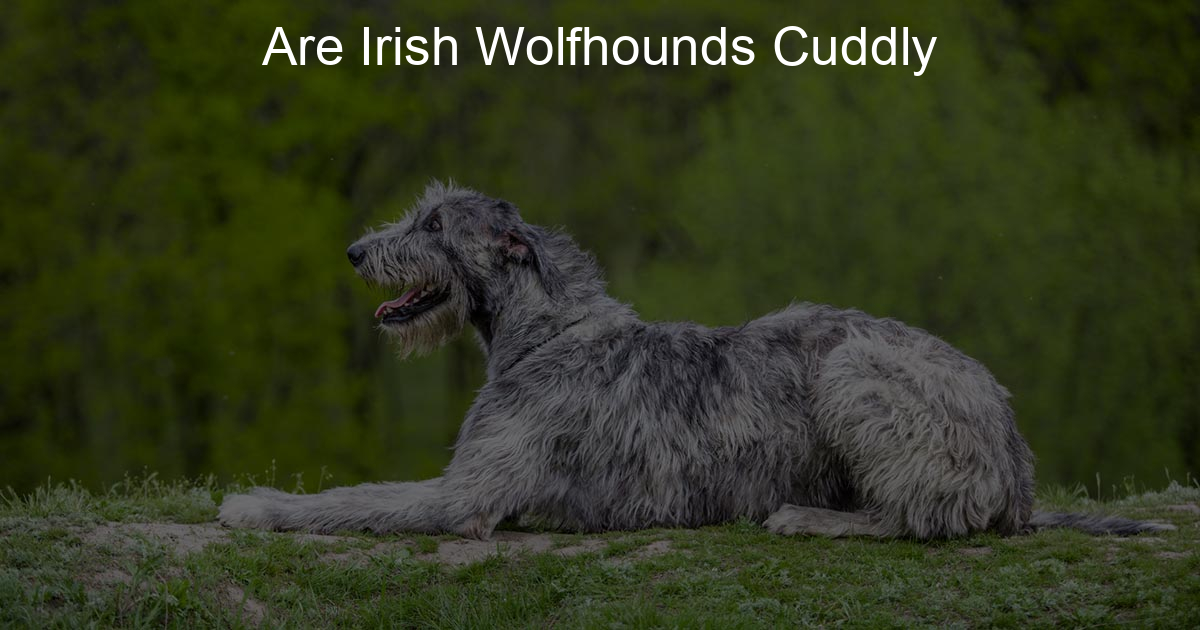 Are Irish Wolfhounds Cuddly Big And Irish