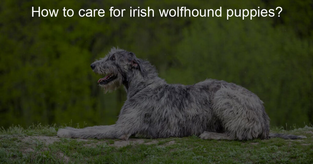 Tips in taking care of a Irish Wolfhound Puppies